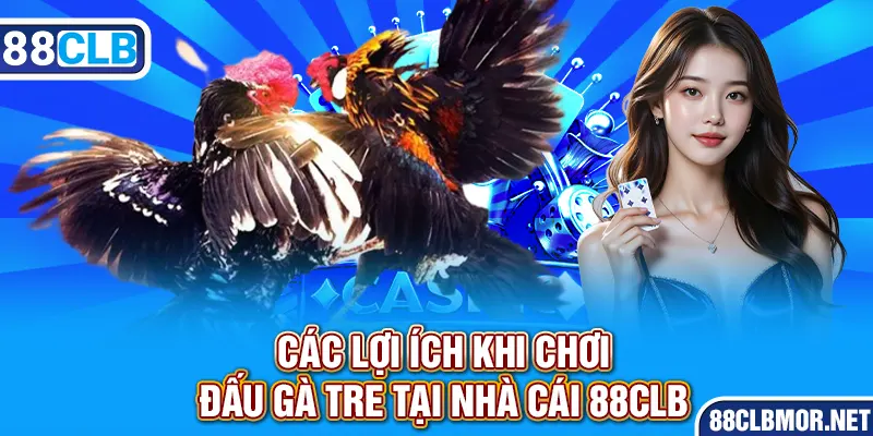 Các lợi ích khi chơi đấu gà tre tại nhà cái 88clb