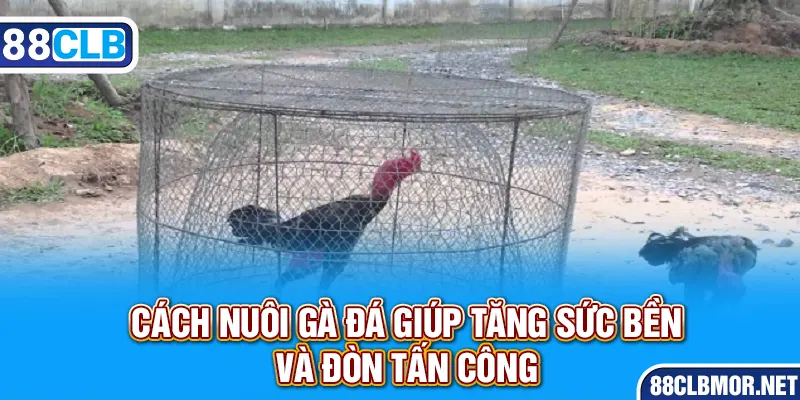 Cách nuôi gà đá giúp tăng sức bền và đòn tấn công