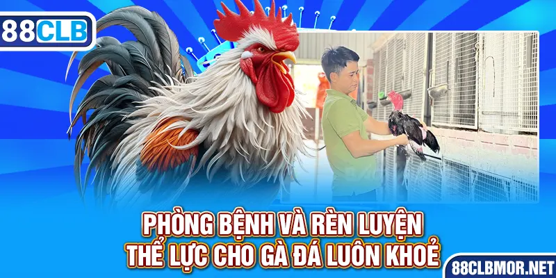 Phòng bệnh và rèn luyện thể lực cho gà đá luôn khoẻ