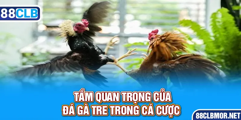 Tầm quan trọng của đá gà tre trong cá cược