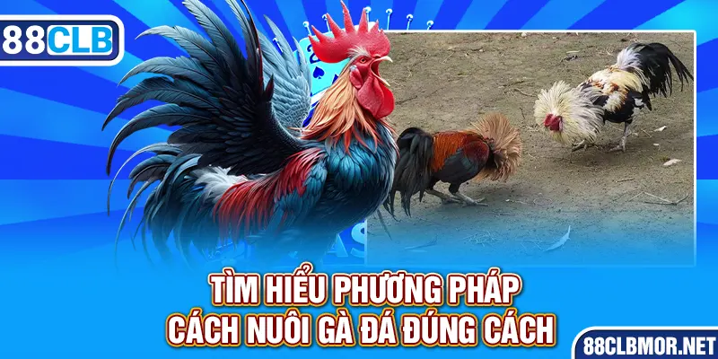 Tìm hiểu phương pháp cách nuôi gà đá đúng cách